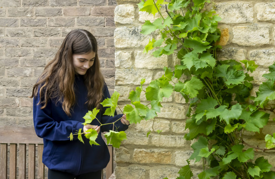 LVS Oxford sensory garden